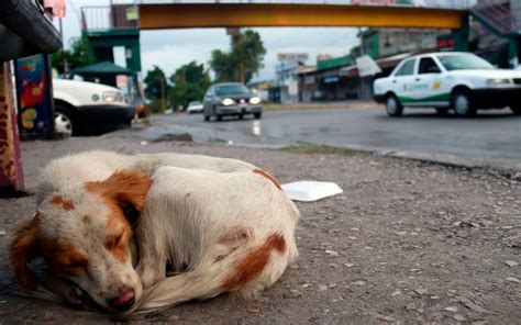 en perdos|venta de perros en méxico.